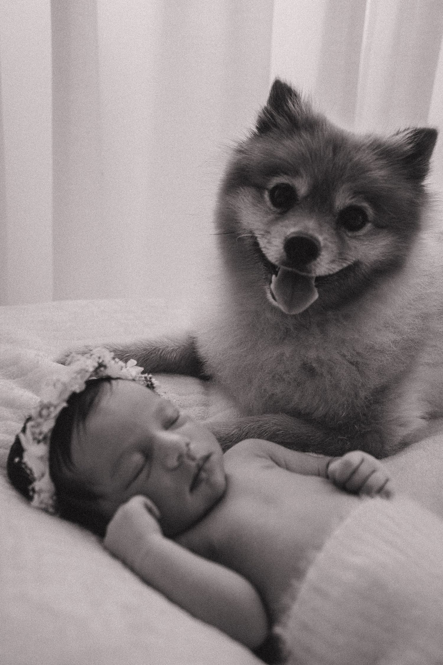 Sweet newborn photo with fluffy gray Pomeranian dog watching over baby.