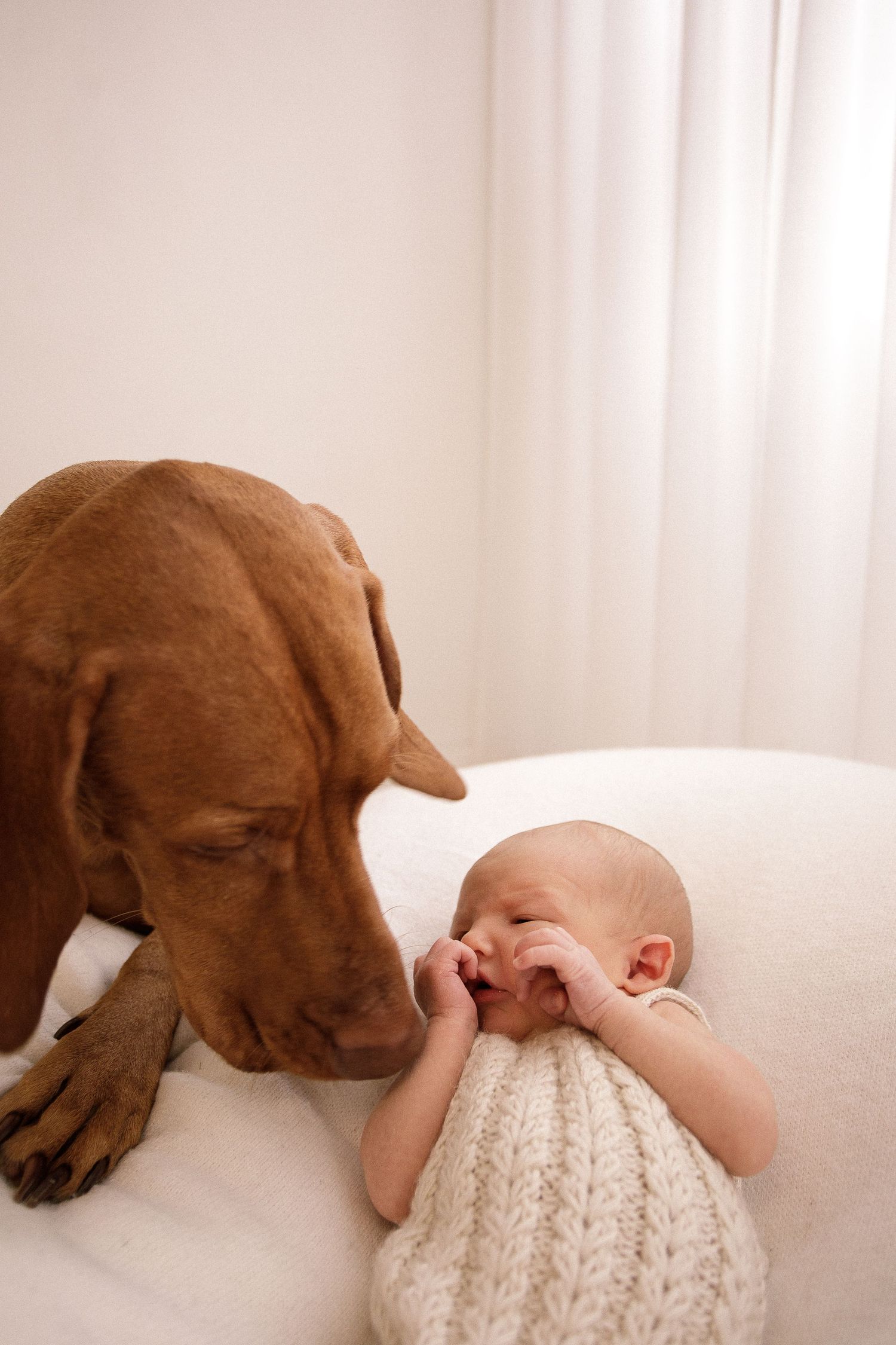 Sweet interaction between brown dog and baby in knit outfit on white backdrop.