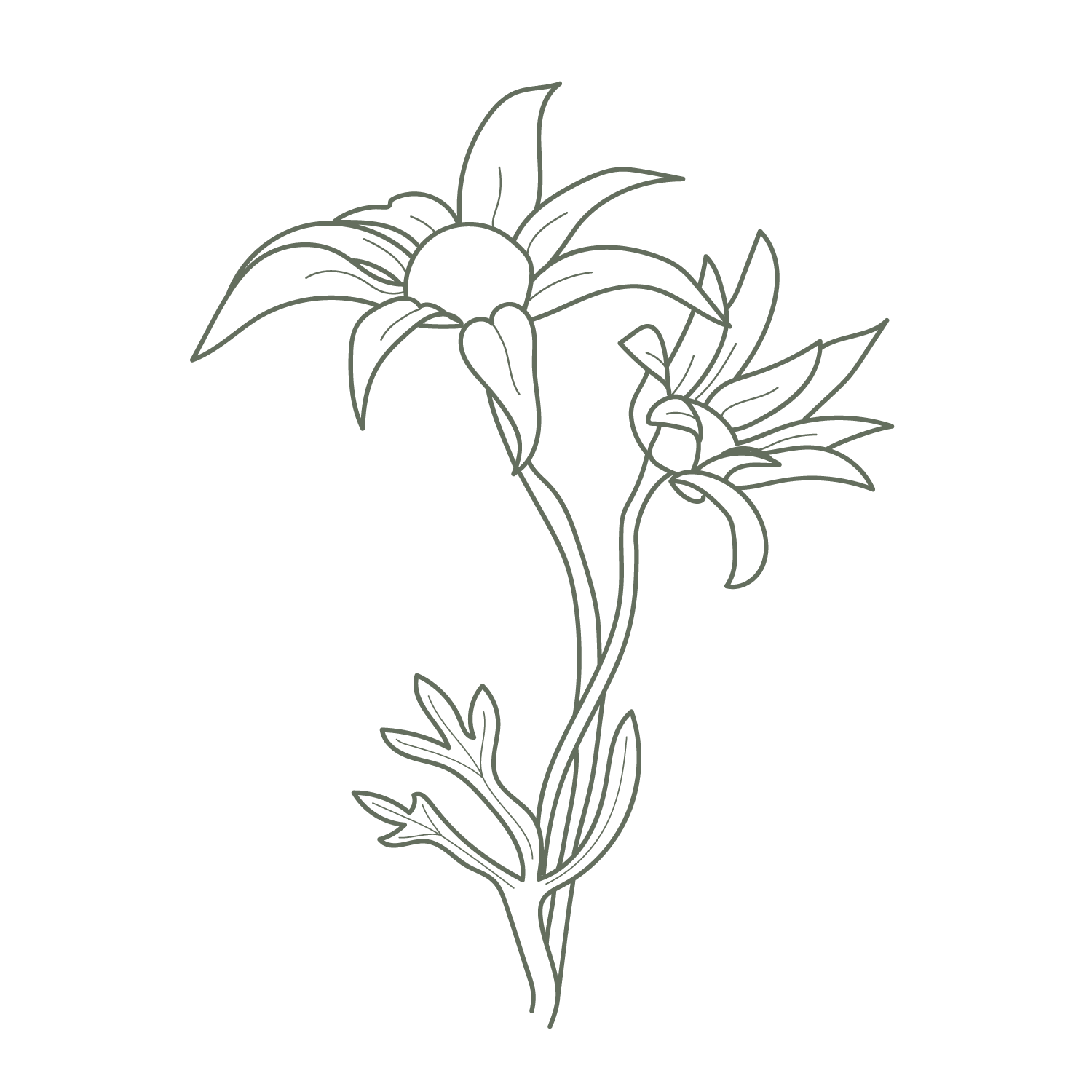 flannel flower line drawing by Zara King