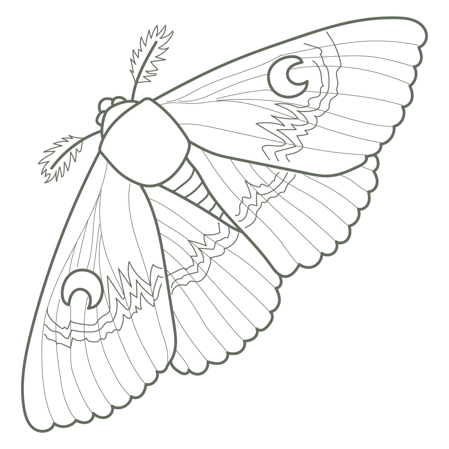 bogong moth line drawing by Zara King