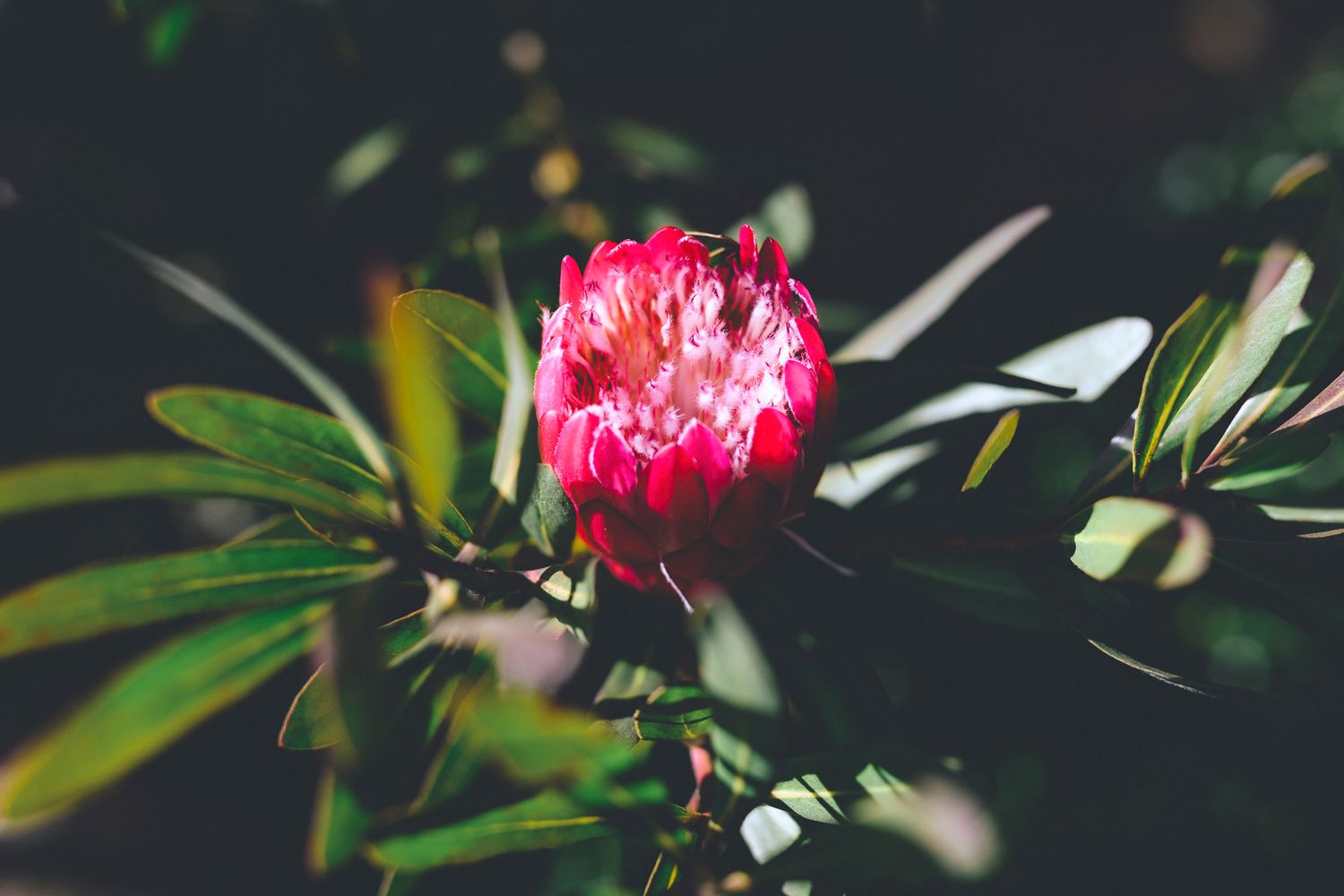 Pink Protea about to reach full bloom - Zara King Photography, Sydney Australia