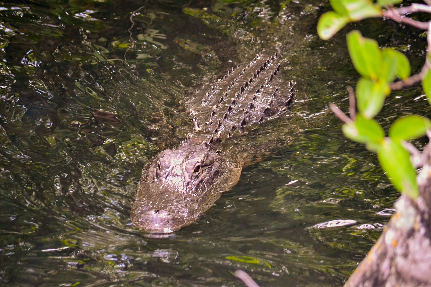 A large alligator swims through dark green water near leafy riverbank vegetation at the Everglades National Park.
