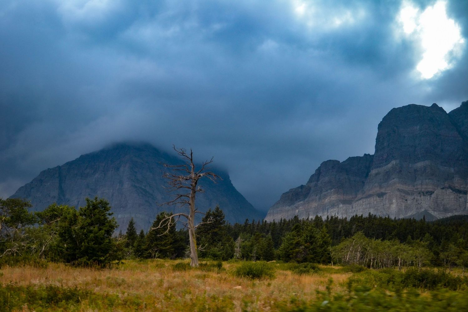 Stormy sky over rugged mountains with a dead tree in a grassy meadow surrounded by evergreen forest.