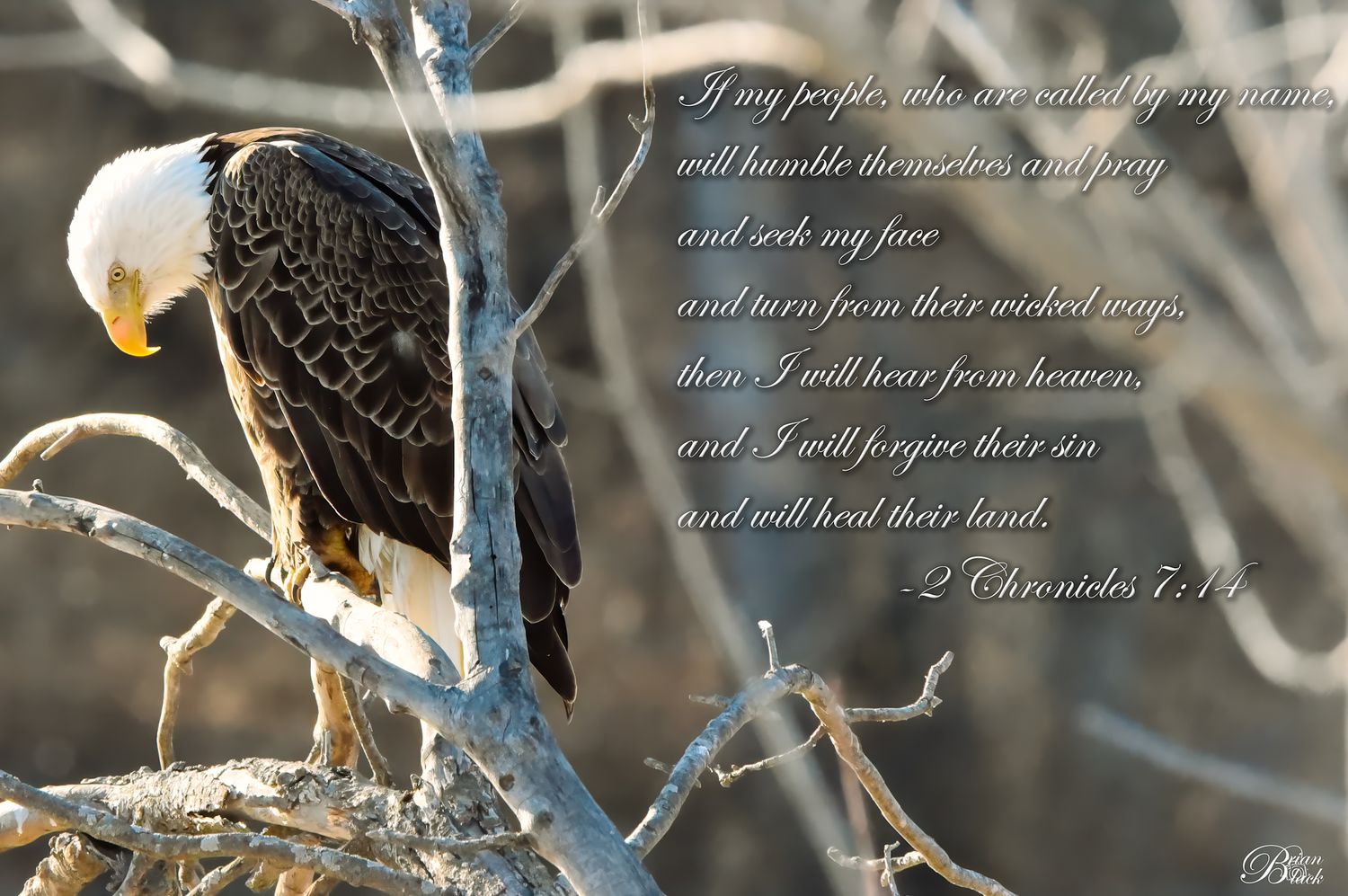 Bald eagle perched on bare winter branches with 2 Chronicles 7:14 Bible verse overlay.