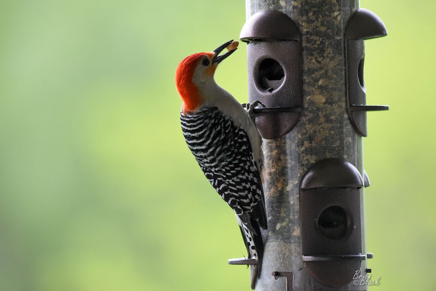 Red-bellied woodpecker with red cap and barred back feeding at a tall bird feeder.