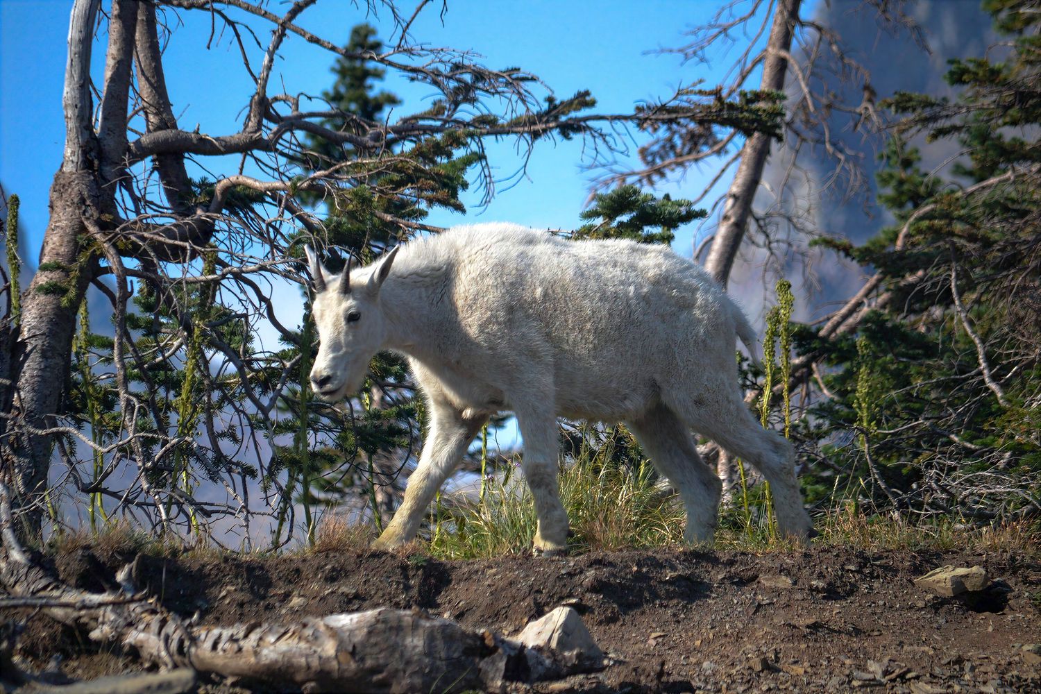 White mountain goat walking through rocky alpine terrain among sparse trees under blue sky.
