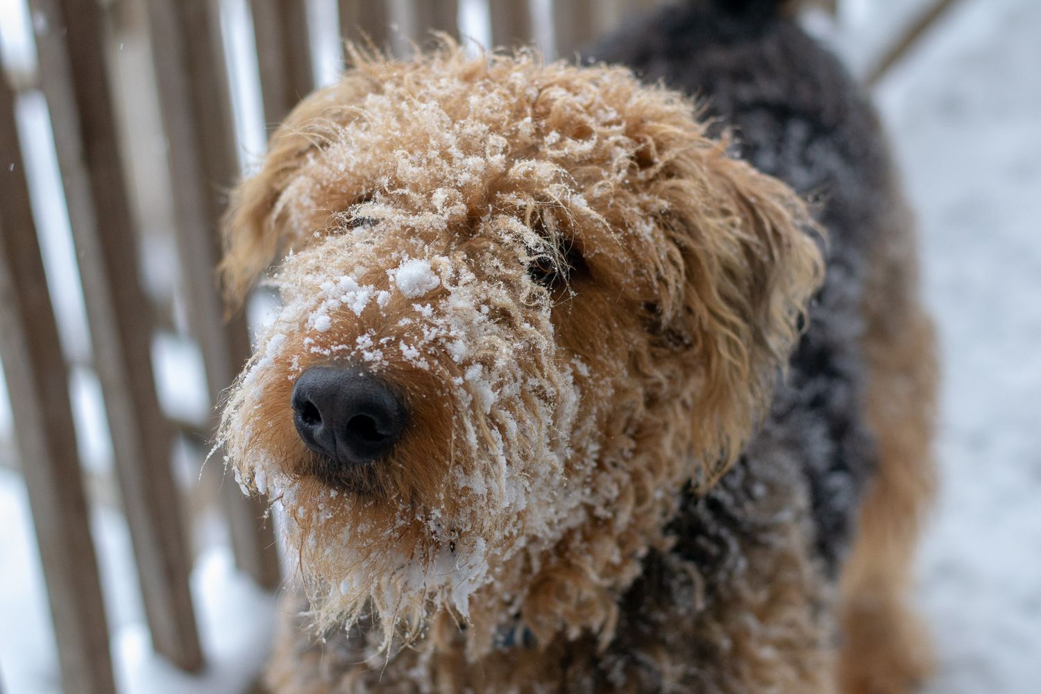 Adorable Airedale Terrier puppy covered in snow with snowflakes on its curly fur coat.