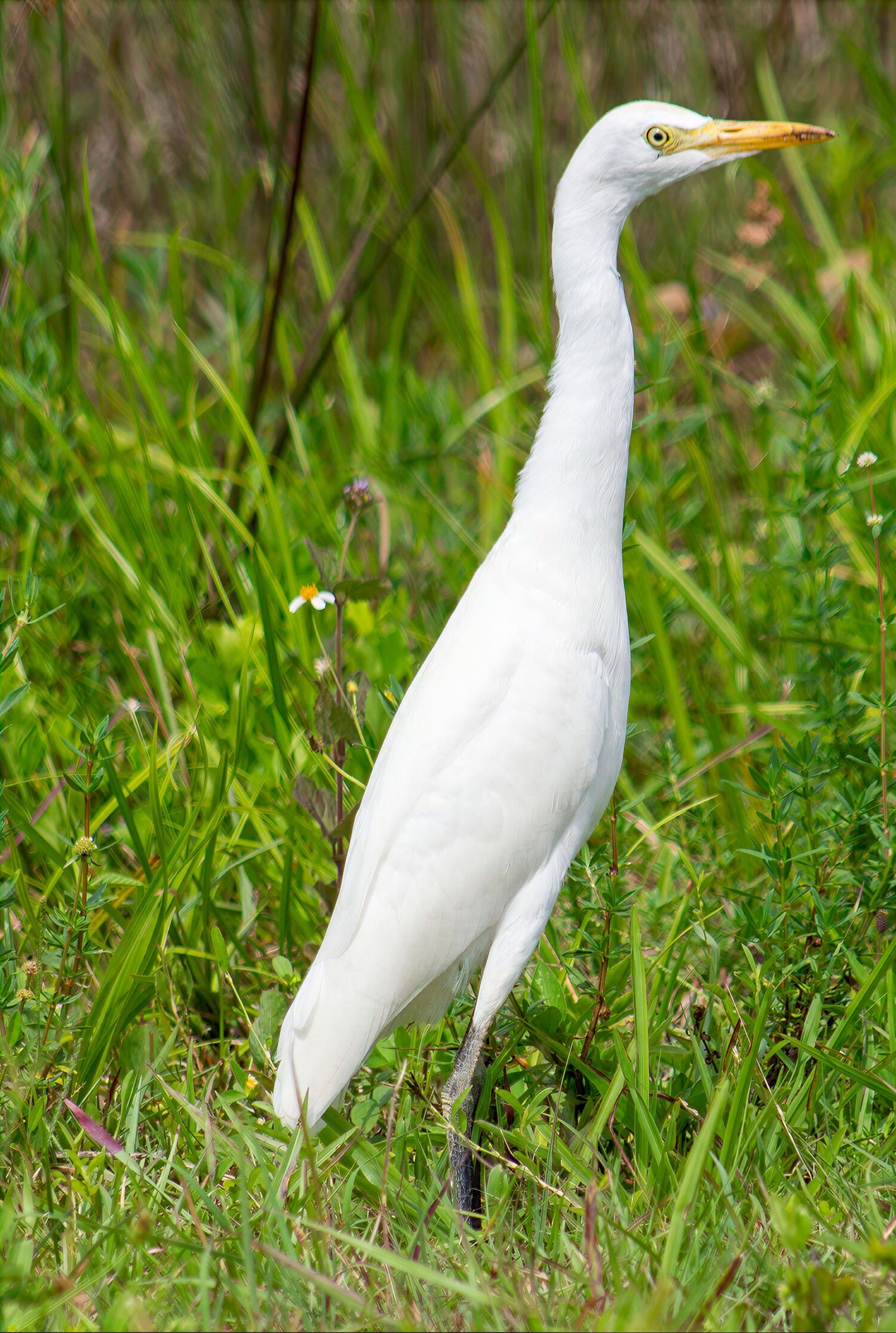 White cattle egret standing in lush green grass in natural habitat.