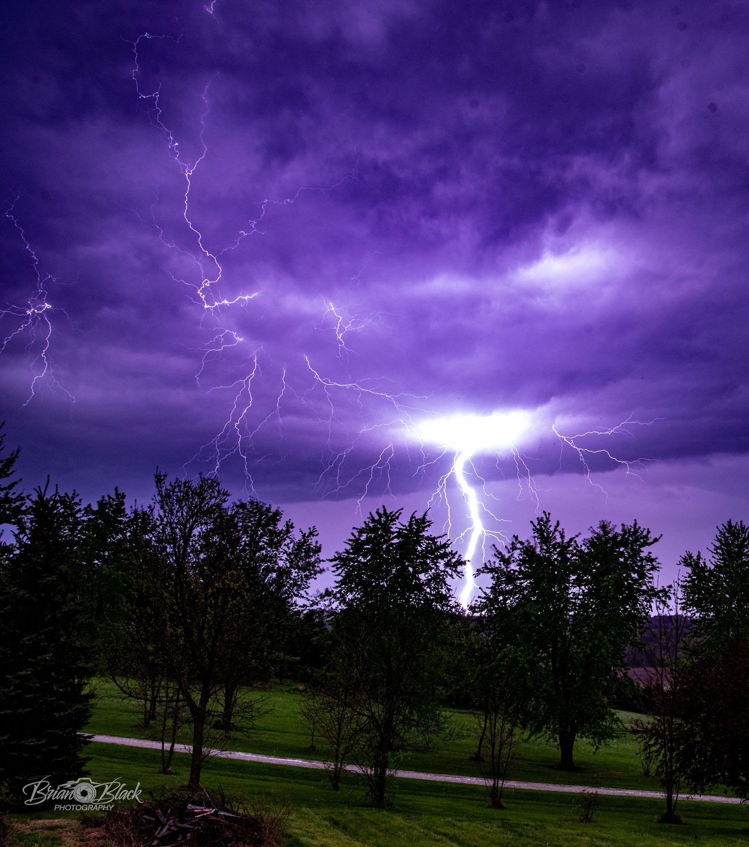 Dramatic purple lightning storm illuminating the night sky over a lush green landscape with tall trees.