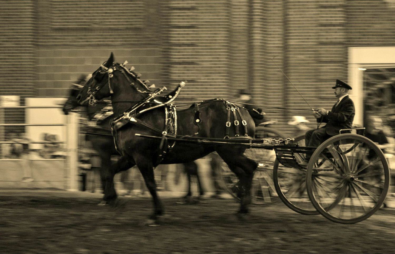 Sepia-toned photo of two dark horses pulling a carriage with a driver at a equestrian show during the Iowa State Fair.