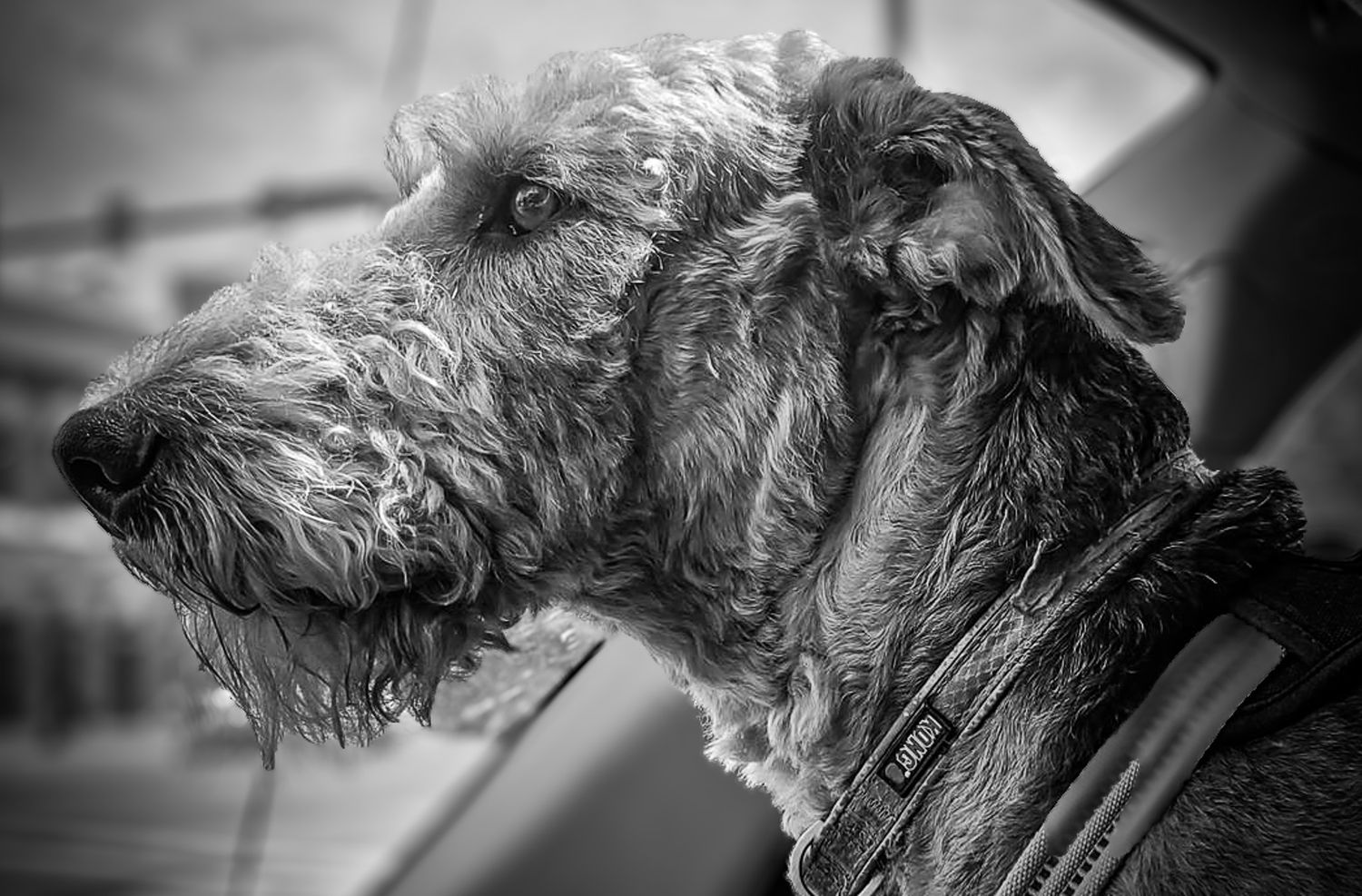 Black and white close-up portrait of a scruffy Airedale Terrier dog wearing a collar.