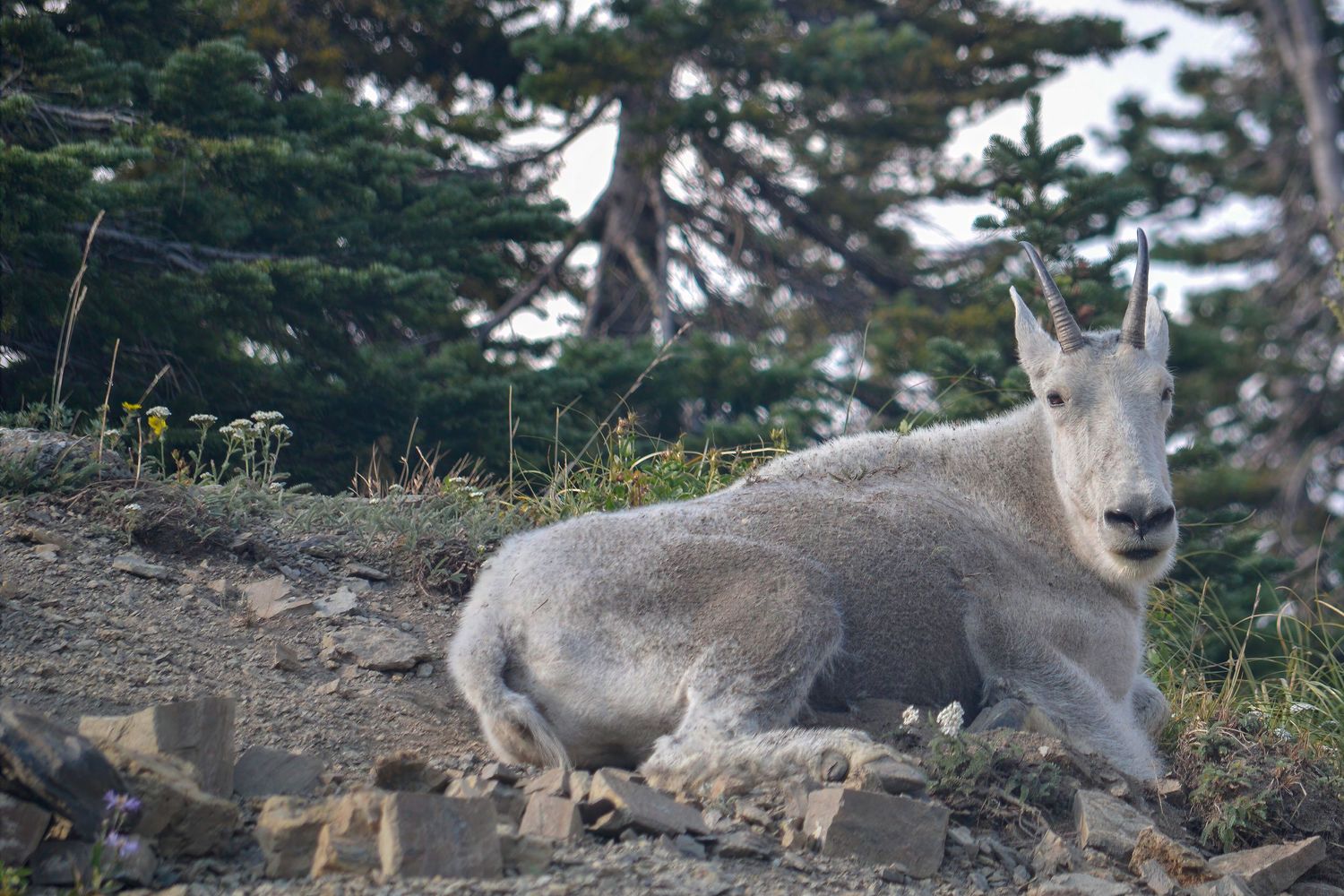 A white mountain goat rests on rocky terrain surrounded by alpine trees and wildflowers at Glacier National Park.