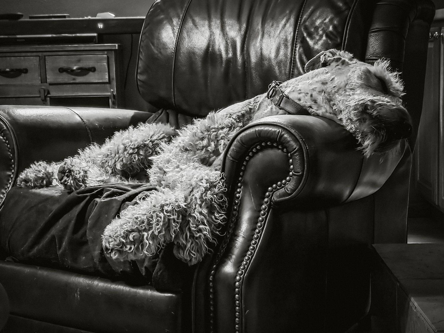 Black and white photo of a fluffy dog sleeping on a tufted leather armchair.