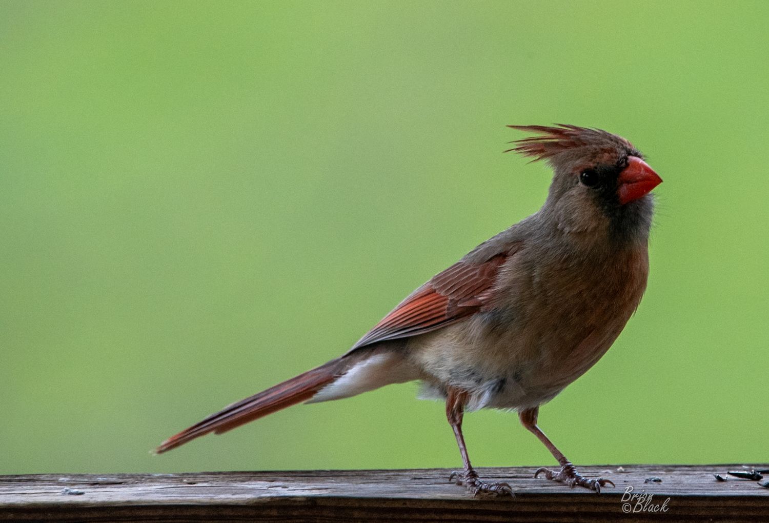 Female northern cardinal with distinctive crest perched on a wooden railing against a green background.