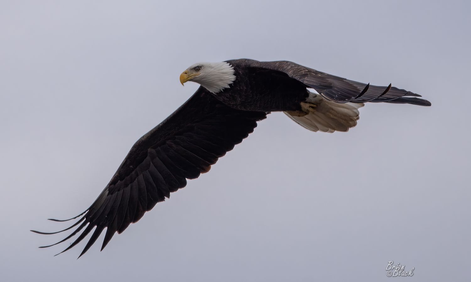 A bald eagle soars gracefully against a gray sky with wings fully spread, showcasing its dark plumage and white head.