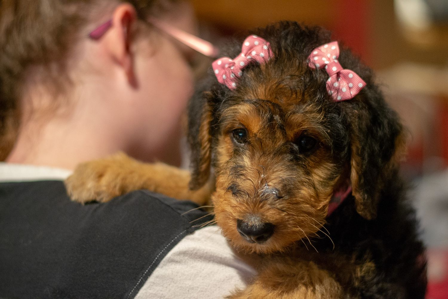 Adorable Airedale Terrier puppy wearing pink bows being held over a young girl's shoulder.