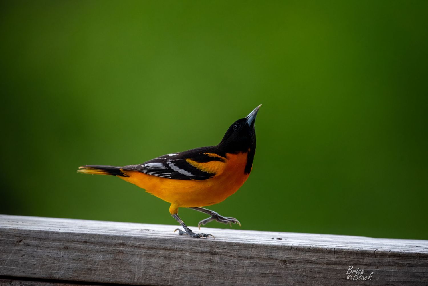 Adult Baltimore oriole with vivid orange and black feathers perched on a wooden railing.