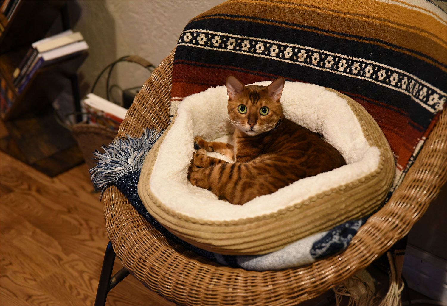 A tabby cat resting in a cozy white fleece pet bed placed on a wicker chair indoors.