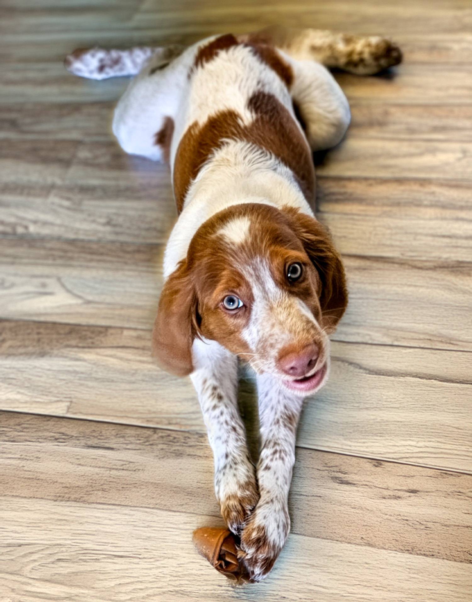 A brown and white Brittany Spaniel puppy lying on hardwood floor, looking up with bright eyes and mouth open.