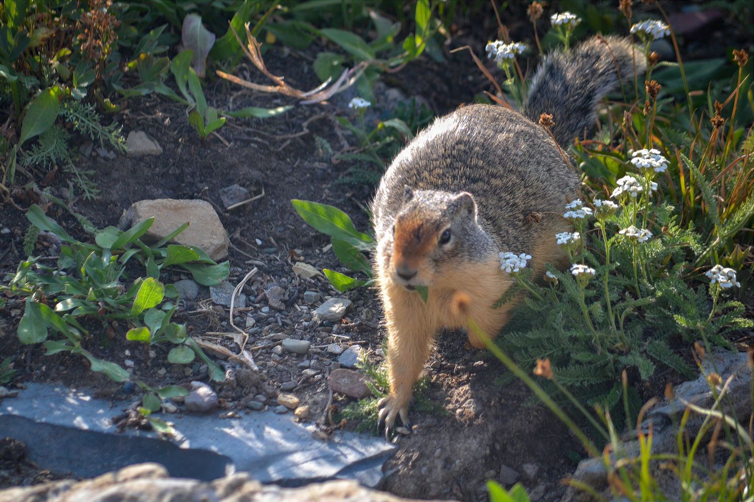 Wild ground squirrel foraging among green plants and white flowers in natural outdoor habitat at Glacier National Park..
