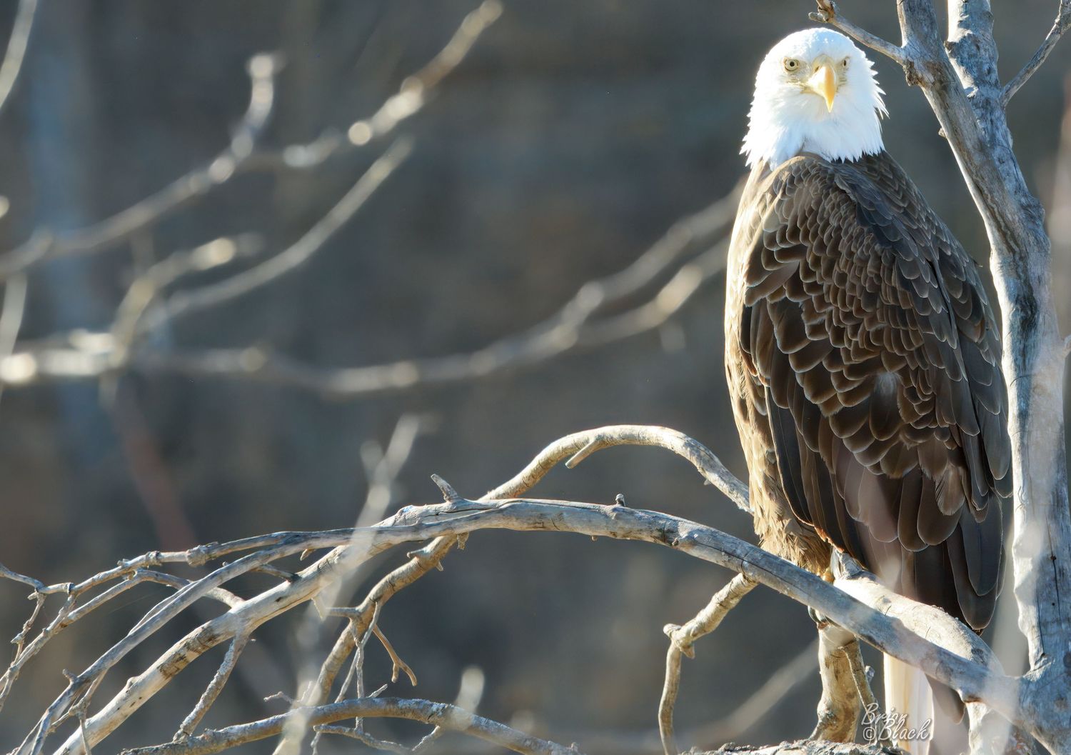 Bald eagle with white head and brown body perched alertly on tangled bare branches, near Lake Red Rock, Iowa