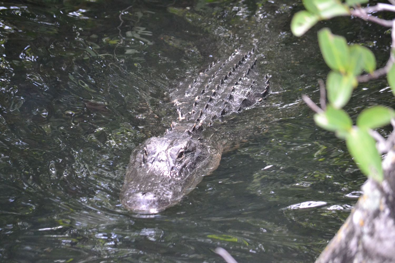 Large crocodile swimming through dark murky water near green mangrove roots at night.  Florida Everglades National Park