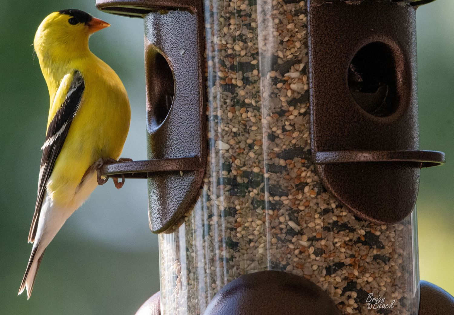 Bright yellow American goldfinch clinging to a brown seed-filled bird feeder.