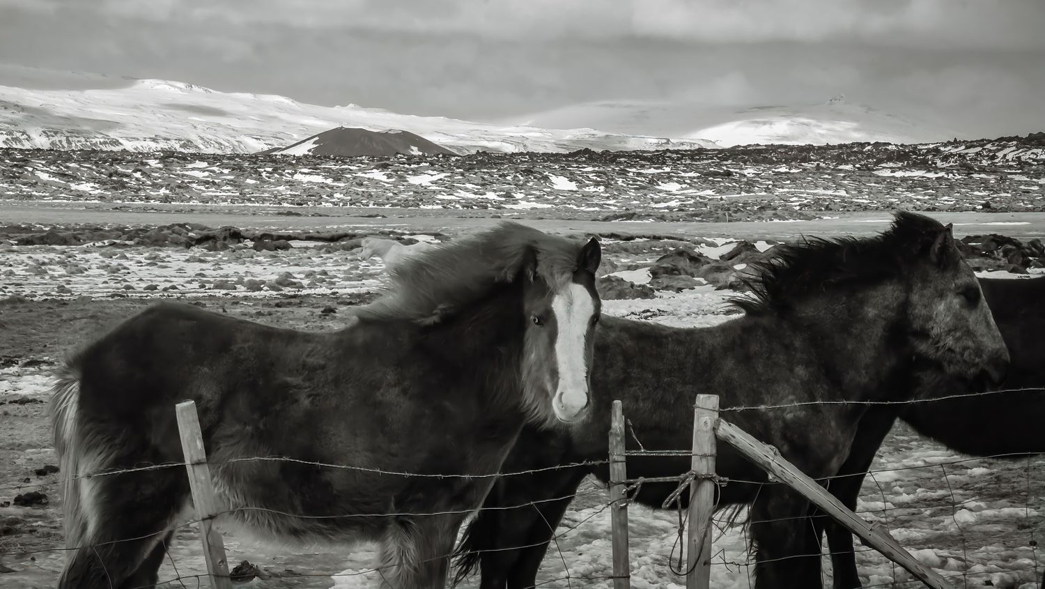Black and white photo of two wild horses standing by a barbed wire fence in a snowy Iceland landscape.