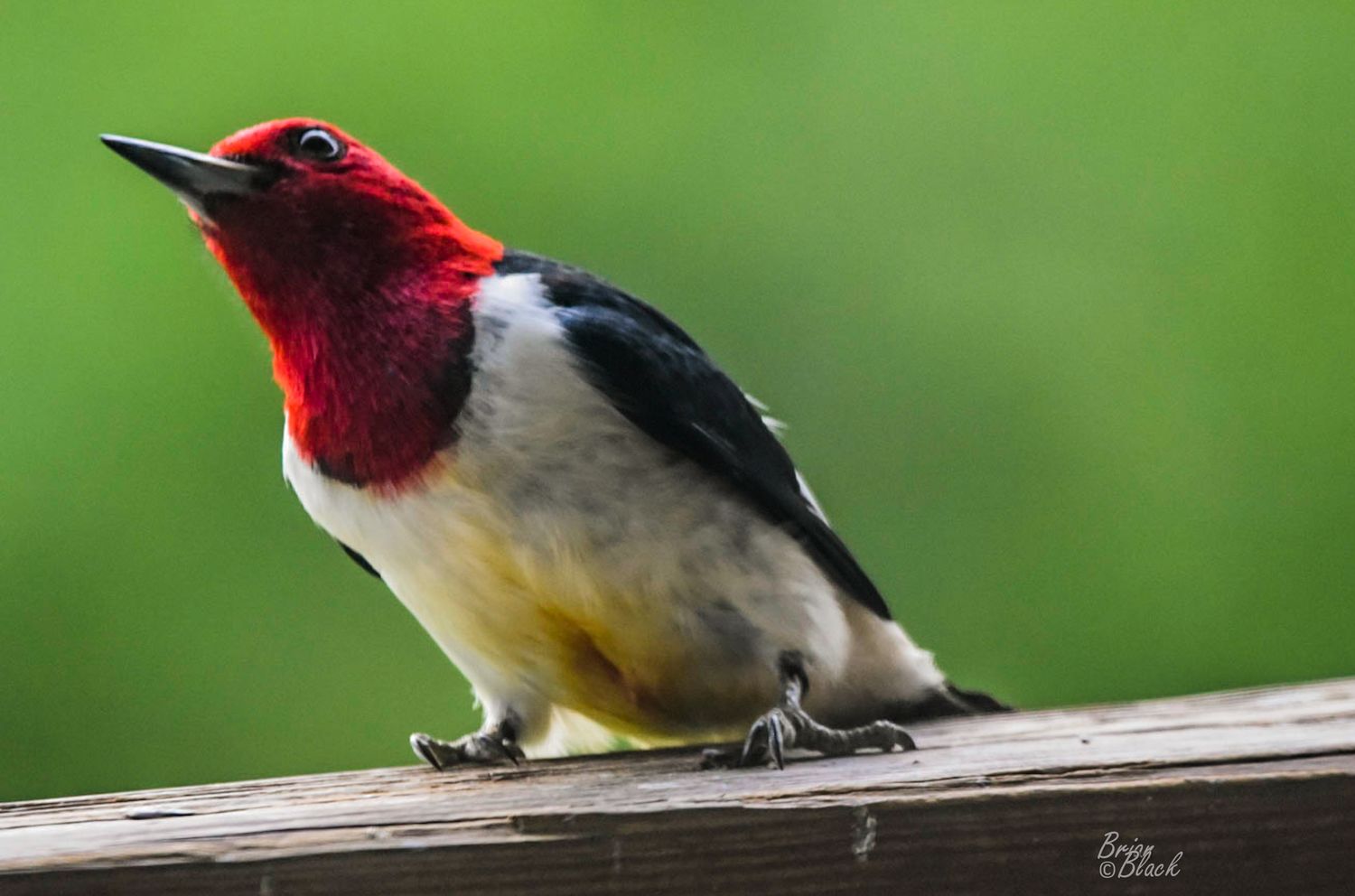Vibrant red-headed woodpecker perched on wooden railing against lush green blurred background.