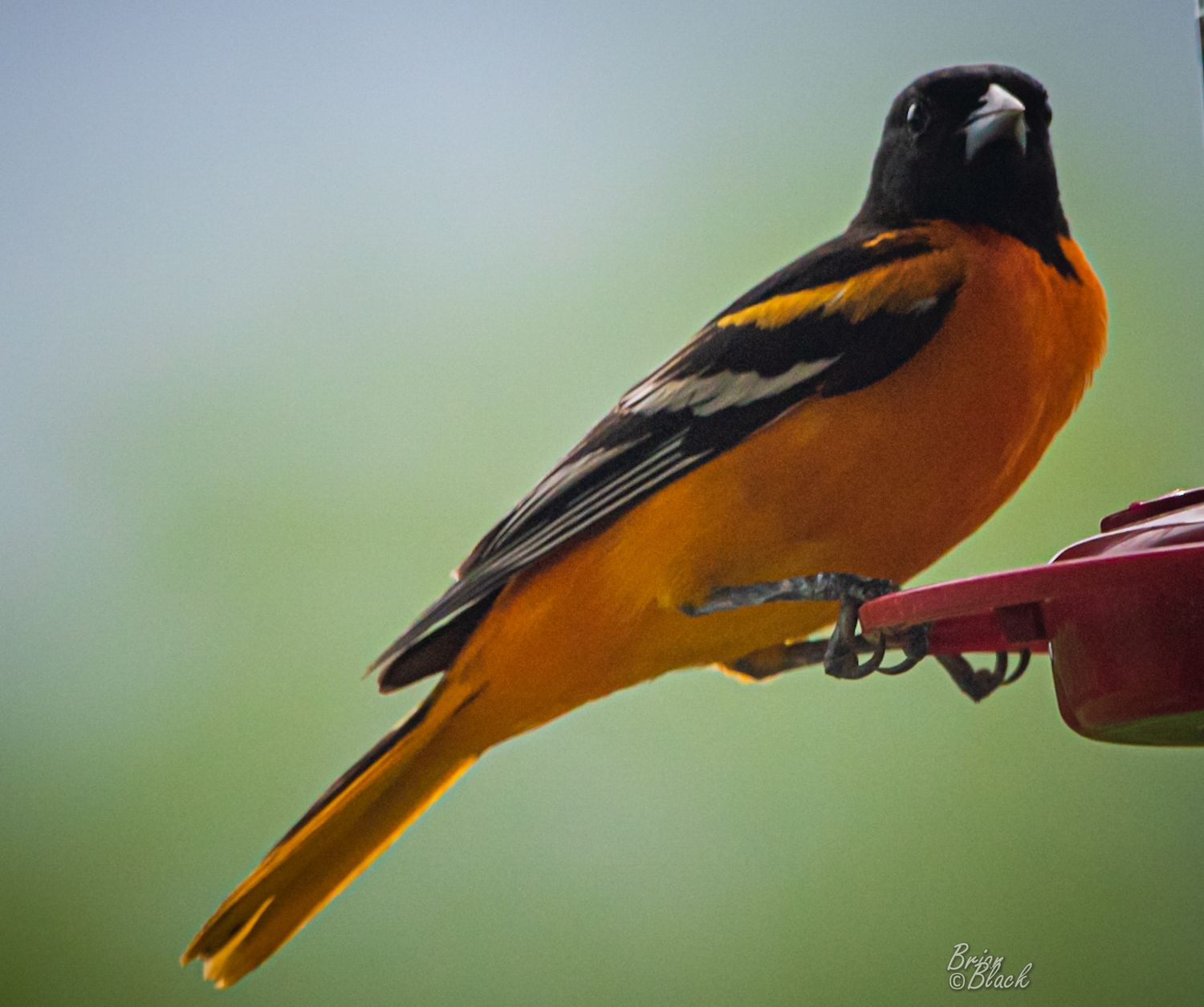 Vibrant Baltimore oriole with orange and black plumage perched on a red bird feeder.