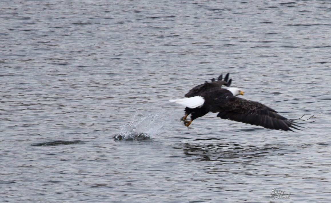 Bald eagle swooping low over water to catch a fish with wings spread wide in mid-flight.