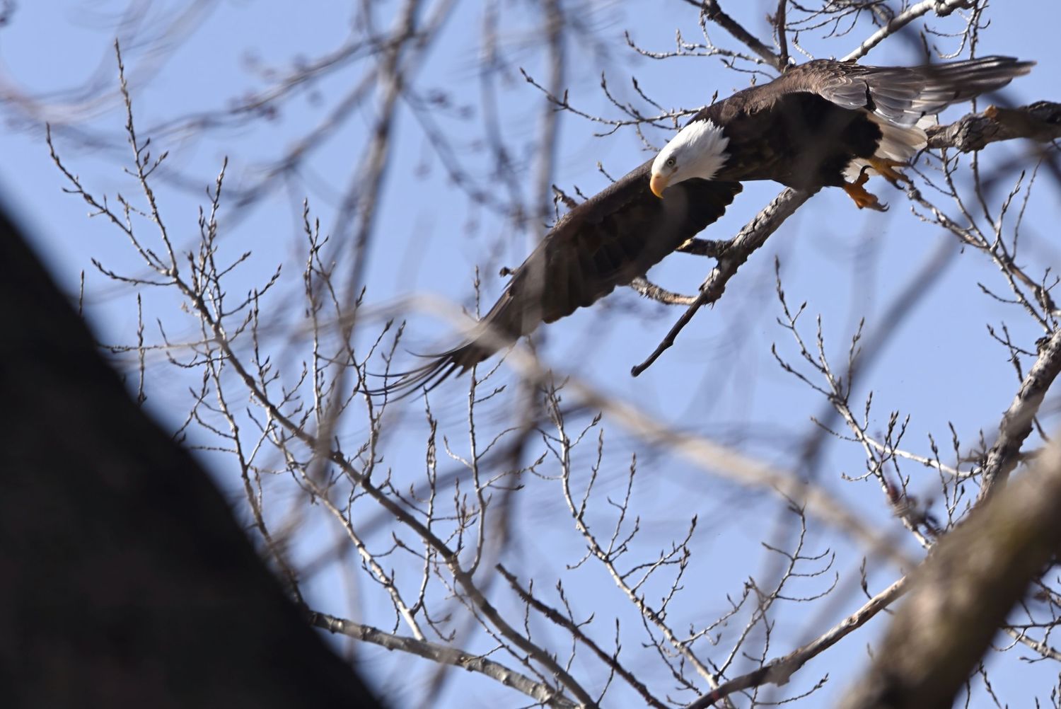 Bald eagle in flight through bare winter tree branches against a clear blue sky.