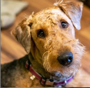 Close-up portrait of a curly-haired Airedale Terrier with a red collar on hardwood floor.