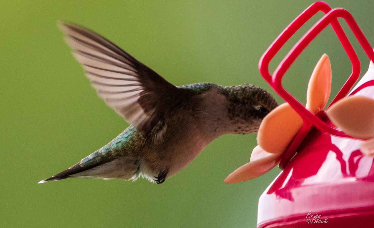 Hummingbird hovering near a red feeder, wings spread mid-flight against a soft green background.
