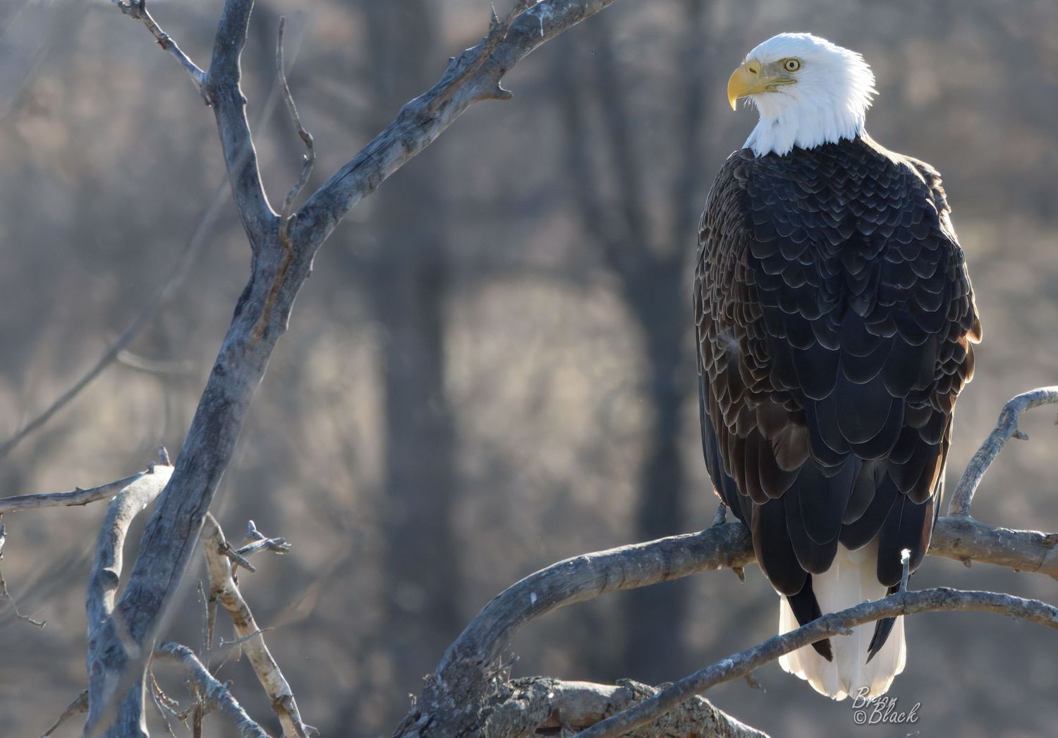 Majestic bald eagle perched on bare winter branches in soft golden light, near Lake Red Rock, Iowa.
