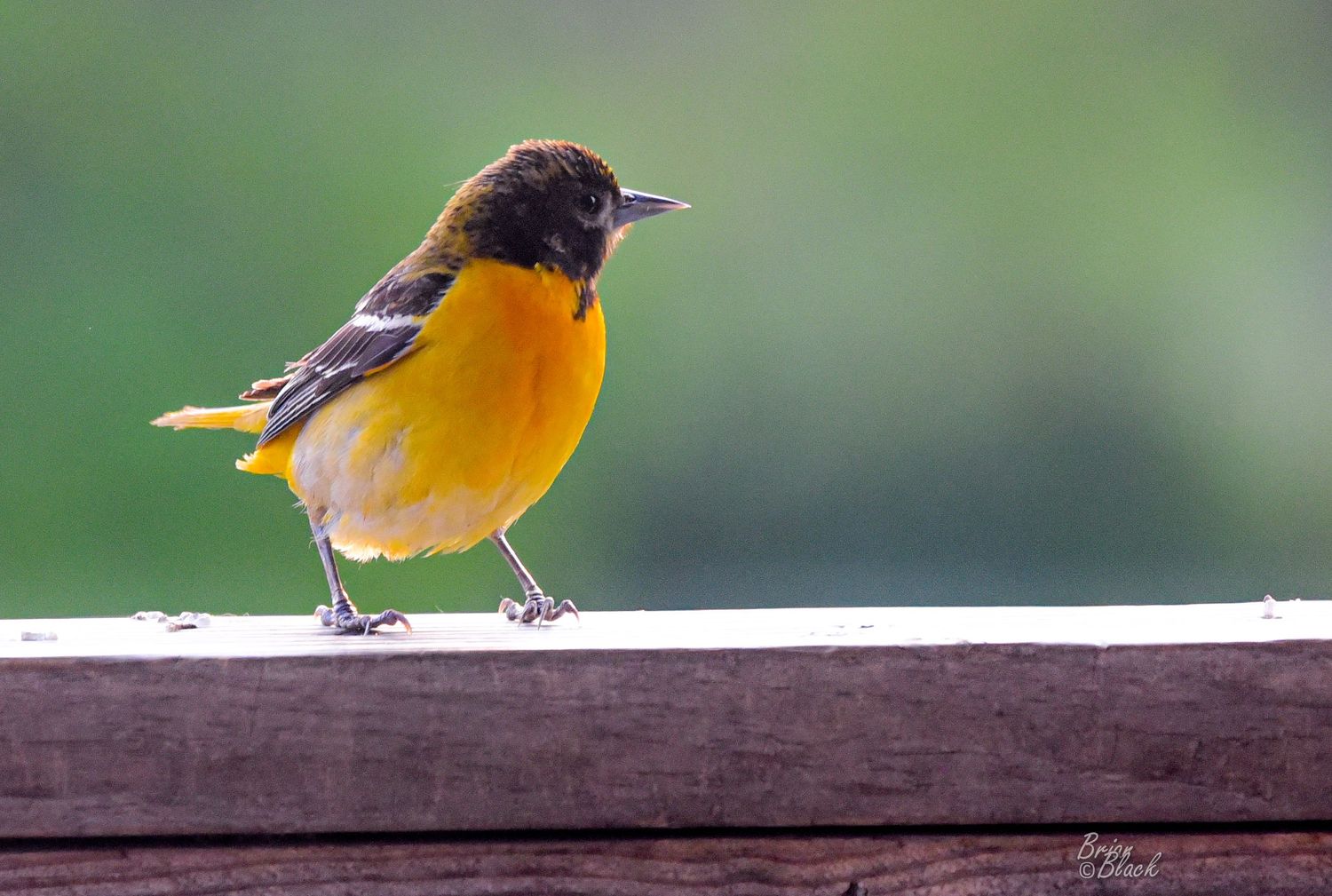 Juvenile Baltimore oriole with orange and dark plumage standing on a weathered wooden railing.
