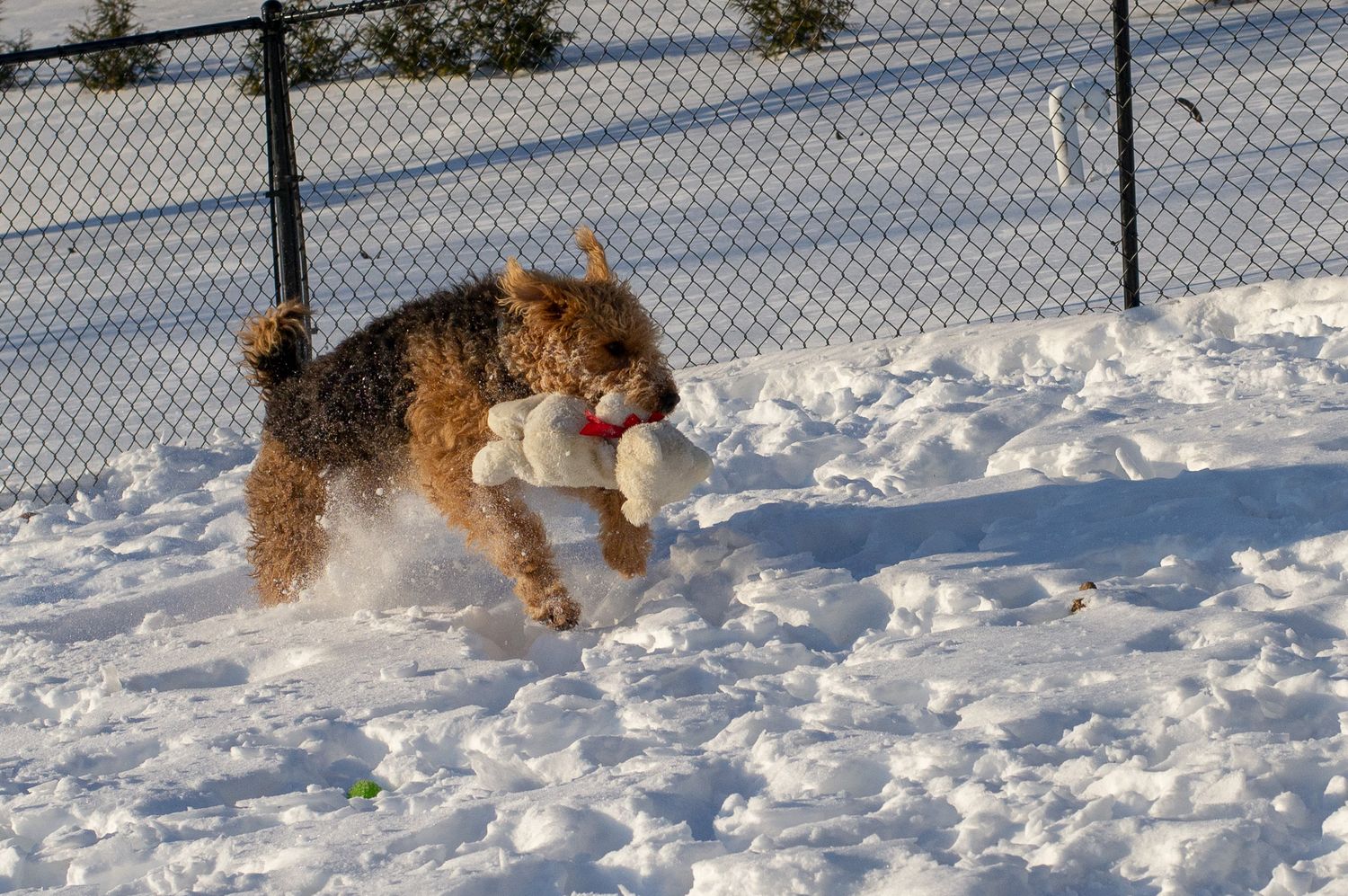 An Airedale Terrier dog joyfully running through deep snow carrying a white toy.