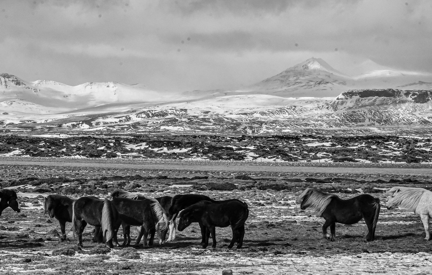 Black and white photo of Icelandic horses grazing in a snowy field with mountains in the background.