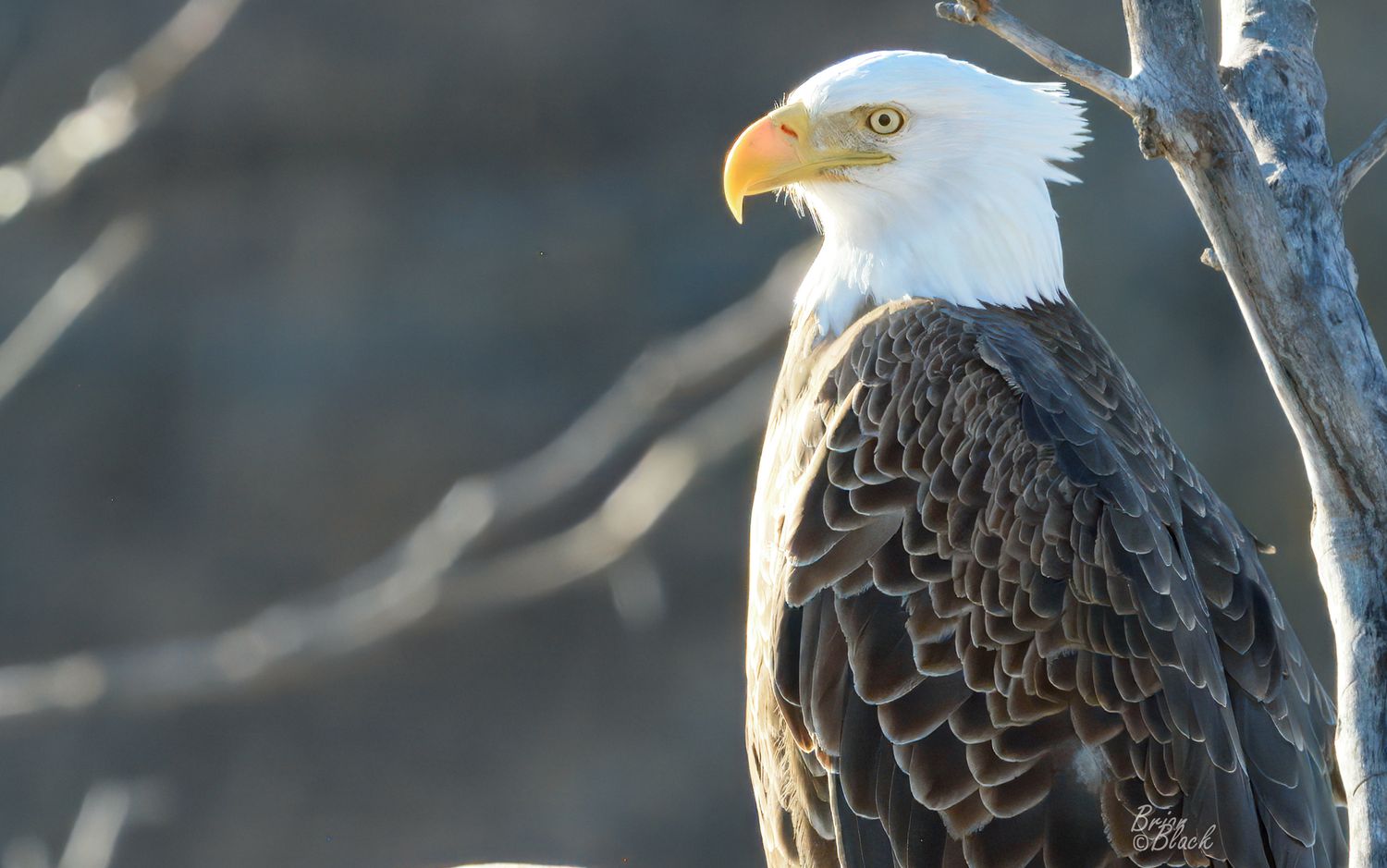 Majestic bald eagle perched on a tree branch, showcasing its white head and brown feathers in natural habitat, near Lake Red Rock, Iowa.