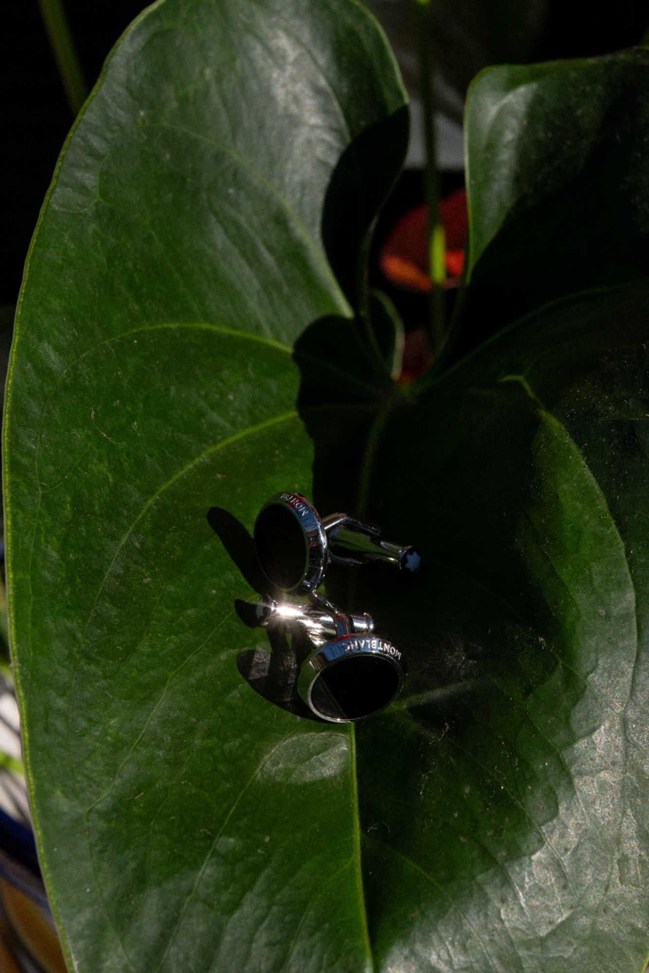 A shiny black carpenter bee rests on a large dark green leaf in dramatic lighting.