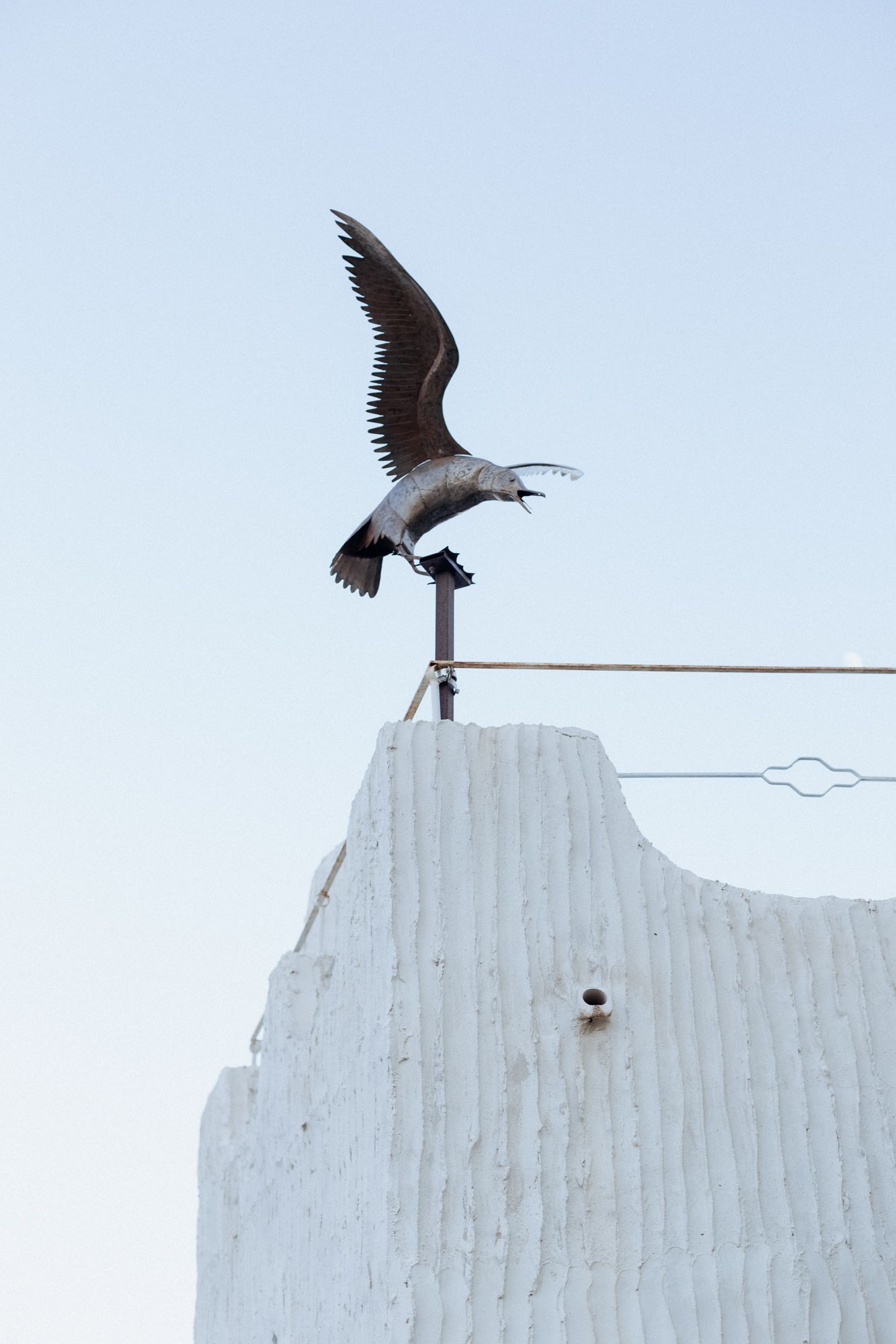 Sequence of a large bird landing on a white stucco wall against a clear blue sky.
