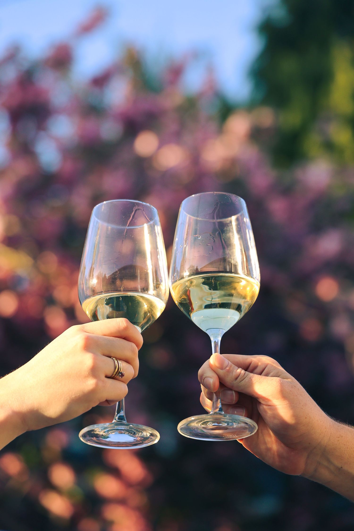 Two hands clinking glasses of white wine outdoors with blurred pink flowering trees in the background.