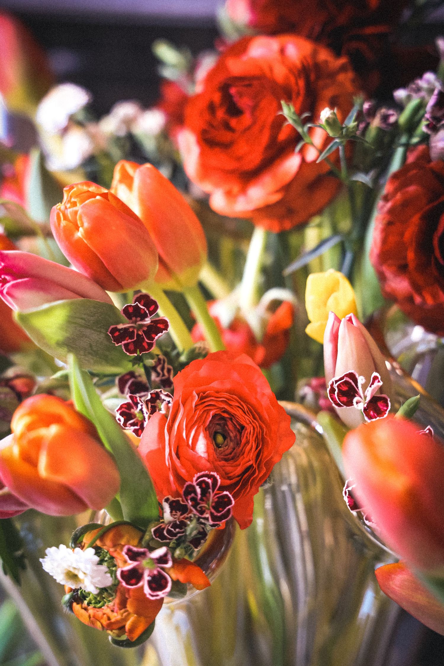 Close-up of vibrant orange and red ranunculus flowers in full bloom.