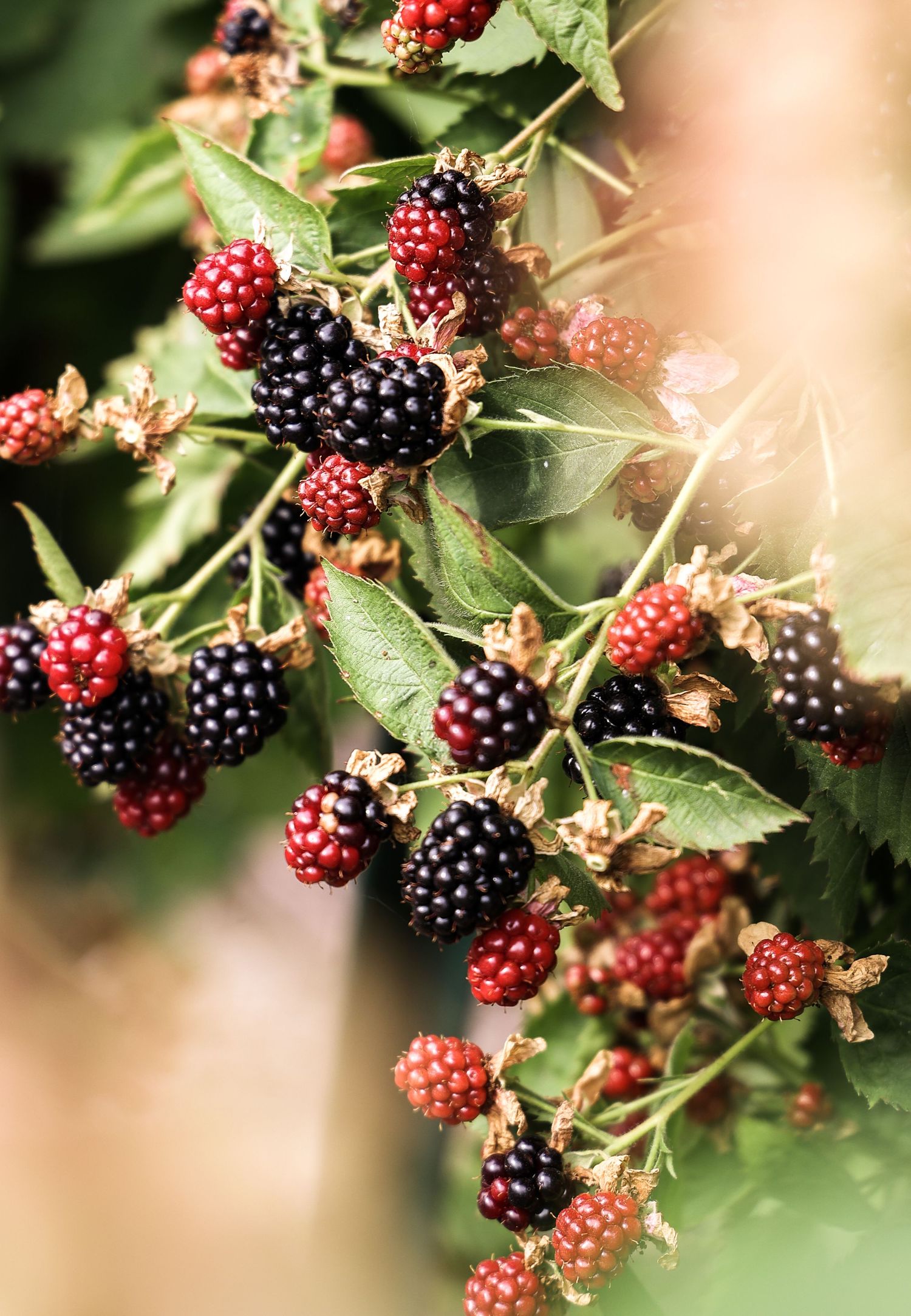 Fresh blackberries growing on green vines in a garden setting.