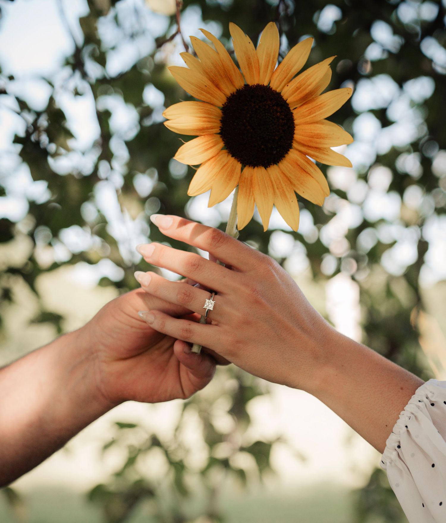 Hands with an engagement ring hold a vibrant sunflower against a bokeh background.