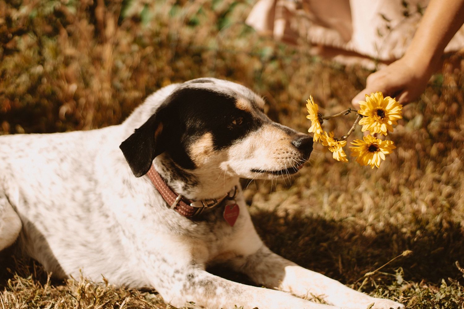 A spotted dog lying in grass sniffs at yellow sunflowers being held near its nose.