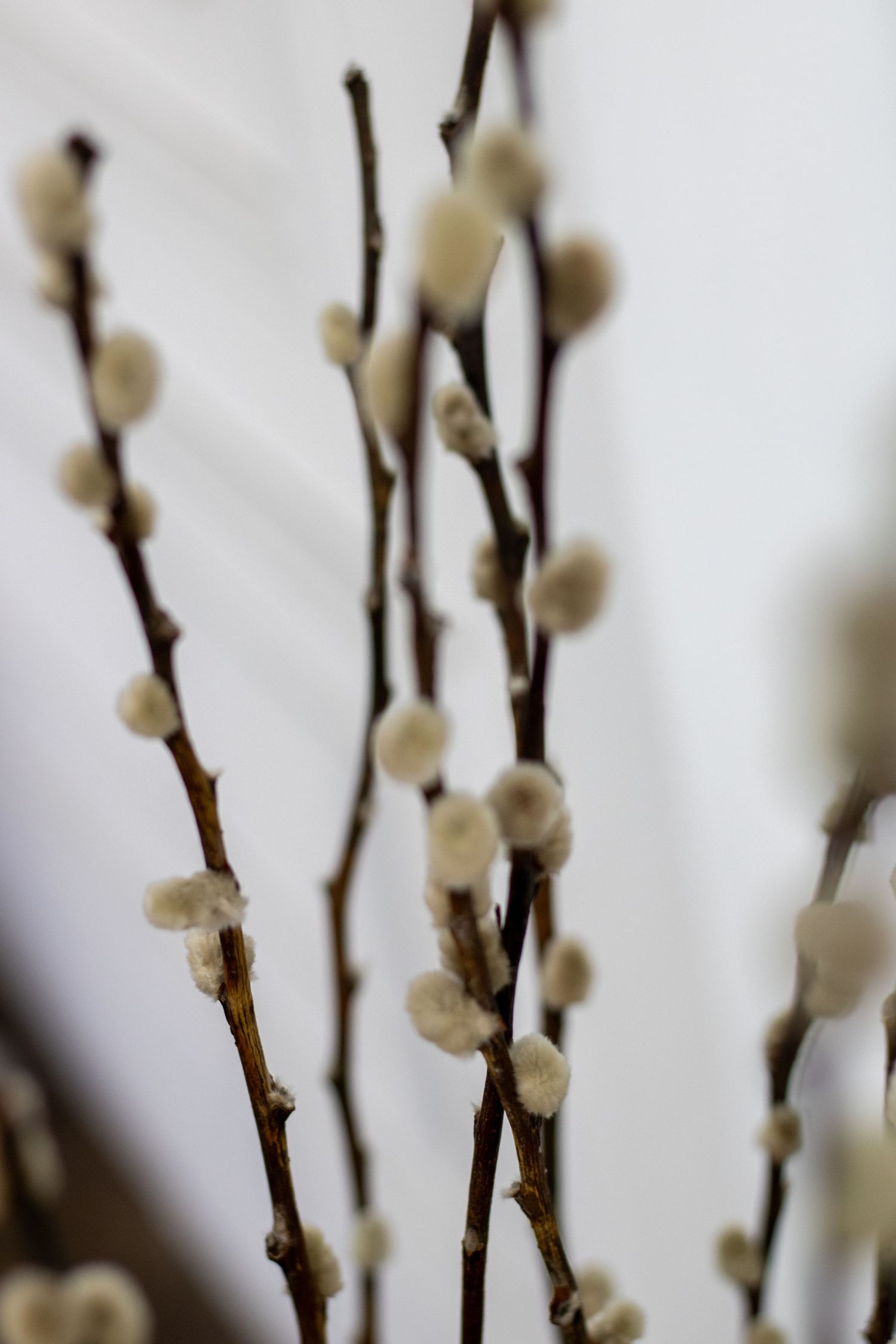 Close-up of delicate white pussy willow buds on brown branches against a soft blurred background.