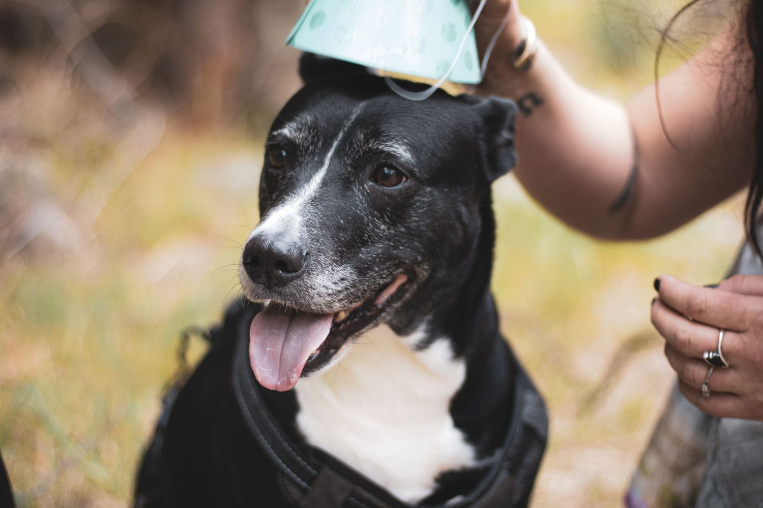 A black and white pit bull type dog with perked ears and pink tongue looks attentively at the camera outdoors.