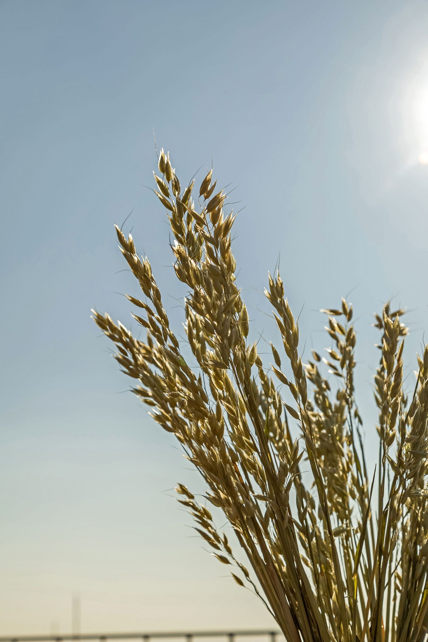 Close-up of golden wheat or oat stalks against a clear blue sky with bright sunlight in the background.
