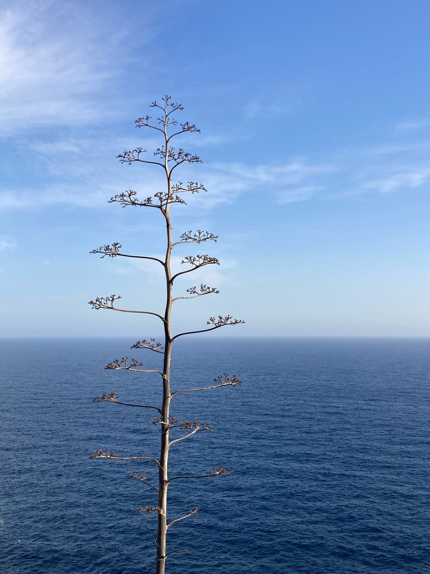 Tall agave plant stalk silhouetted against a calm blue ocean horizon under a partly cloudy sky. Travel photography Malta